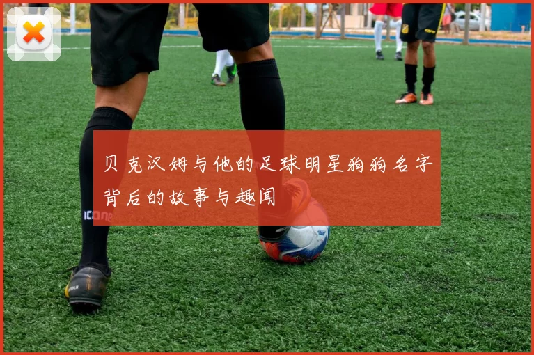 贝克汉姆与他的足球明星狗狗名字背后的故事与趣闻